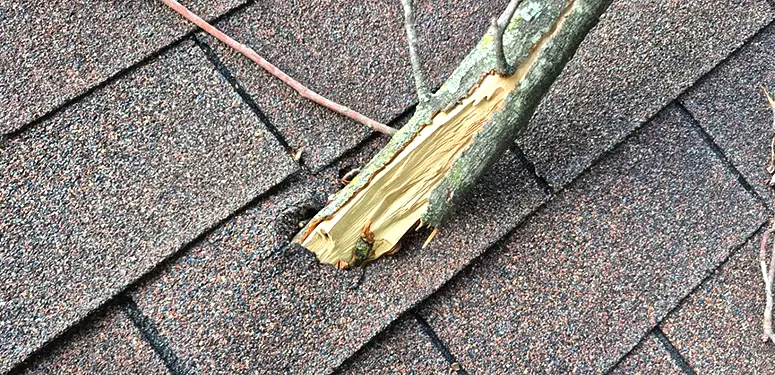 Broken tree limb resting on asphalt shingle roofing, with exposed wood where bark has peeled away.